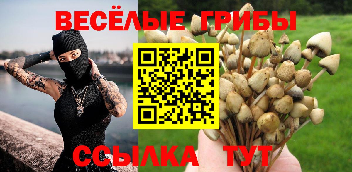 Псилоцибиновые грибы Psilocybe  Вход с VPN  Карасук 